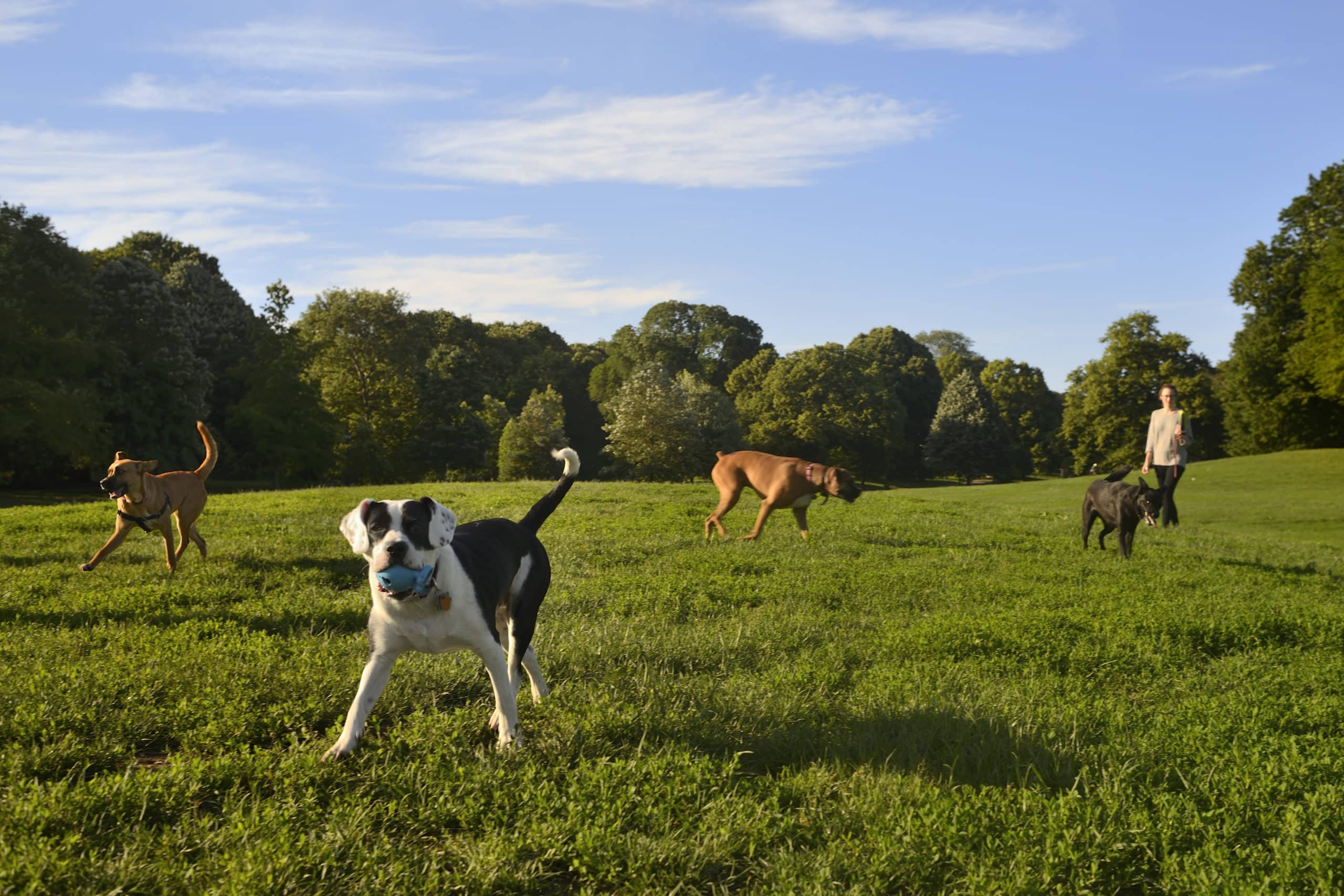 Long Meadow Dogs