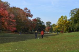 Trees in Fall on the Long Meadow in Prospect Park, Scenery, Beauty Shot