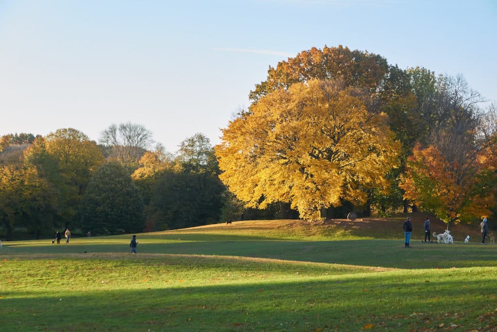 Fall Trees Beauty Shot