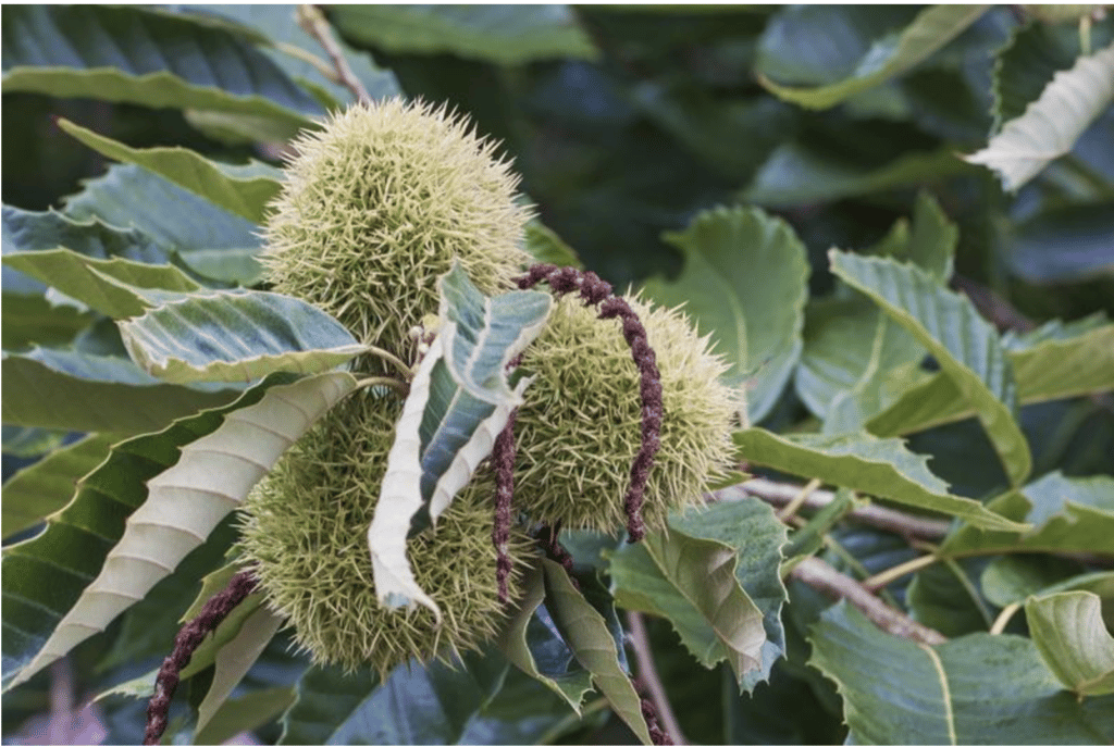 Close up image of American Chestnut