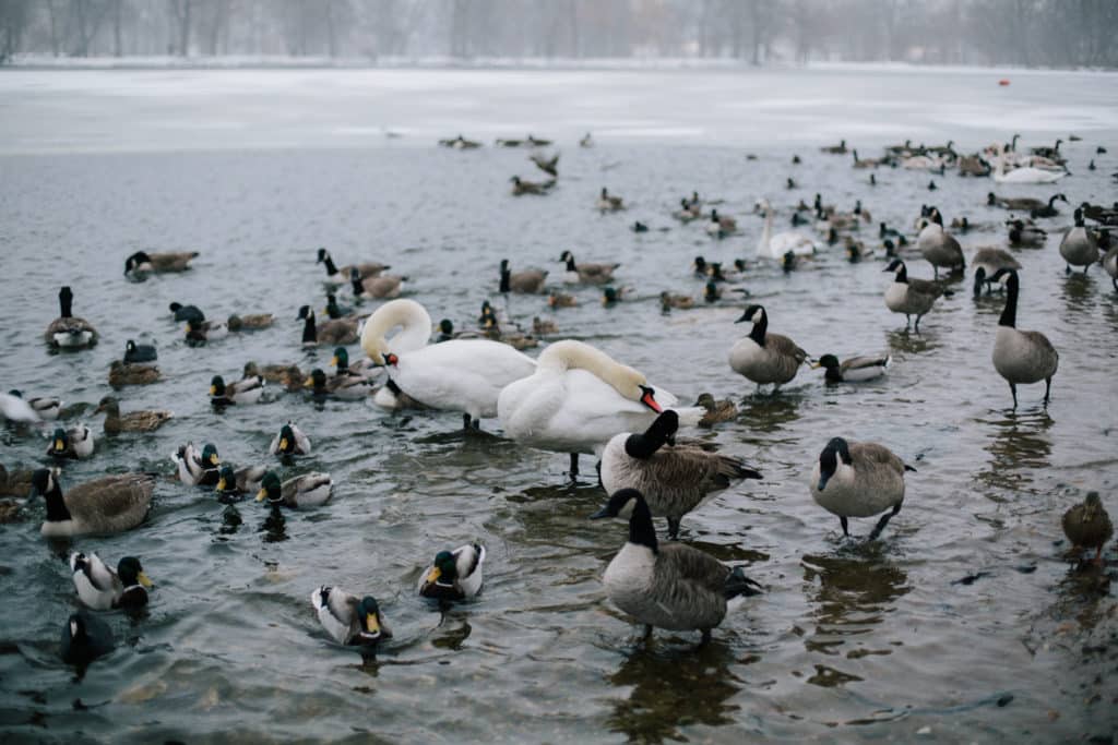 WNYC Features Alliance Animal Pro Marty Woess