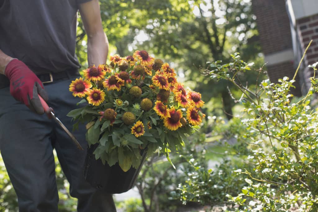 Volunteer, What We're Planting