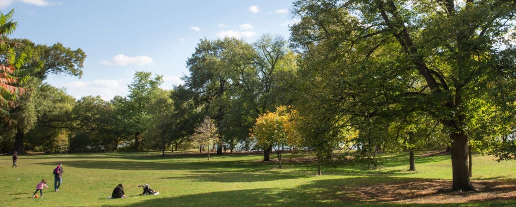 Fall Scenery of trees