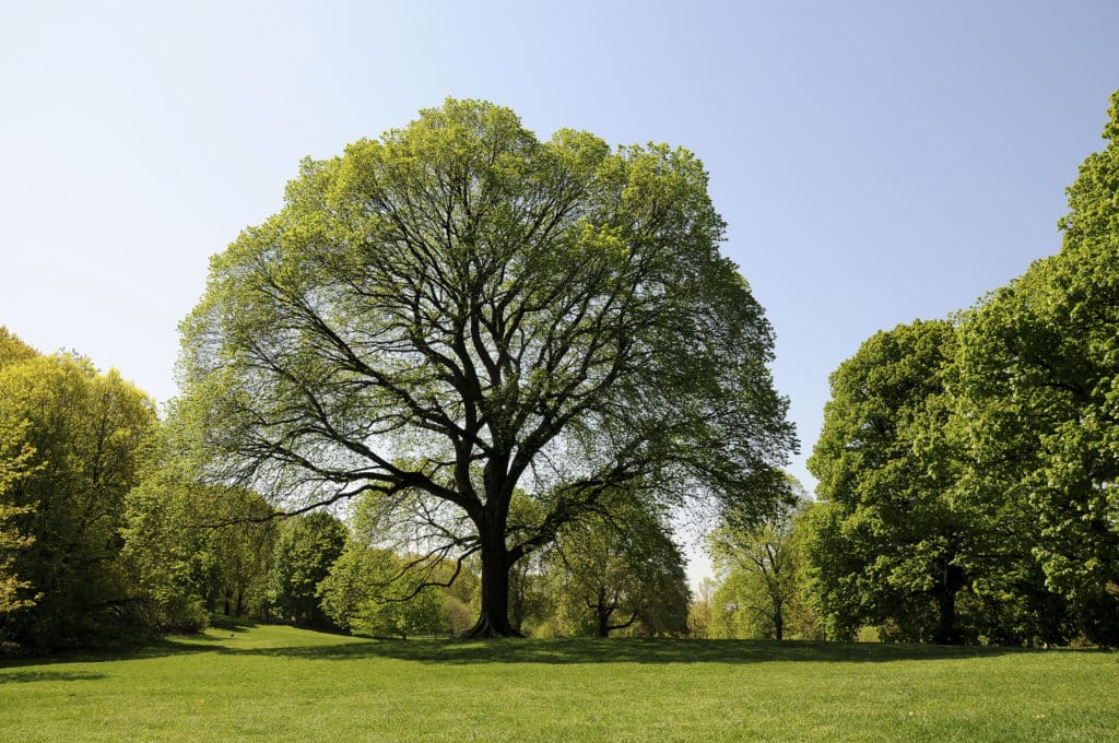 Tree Scenery Green