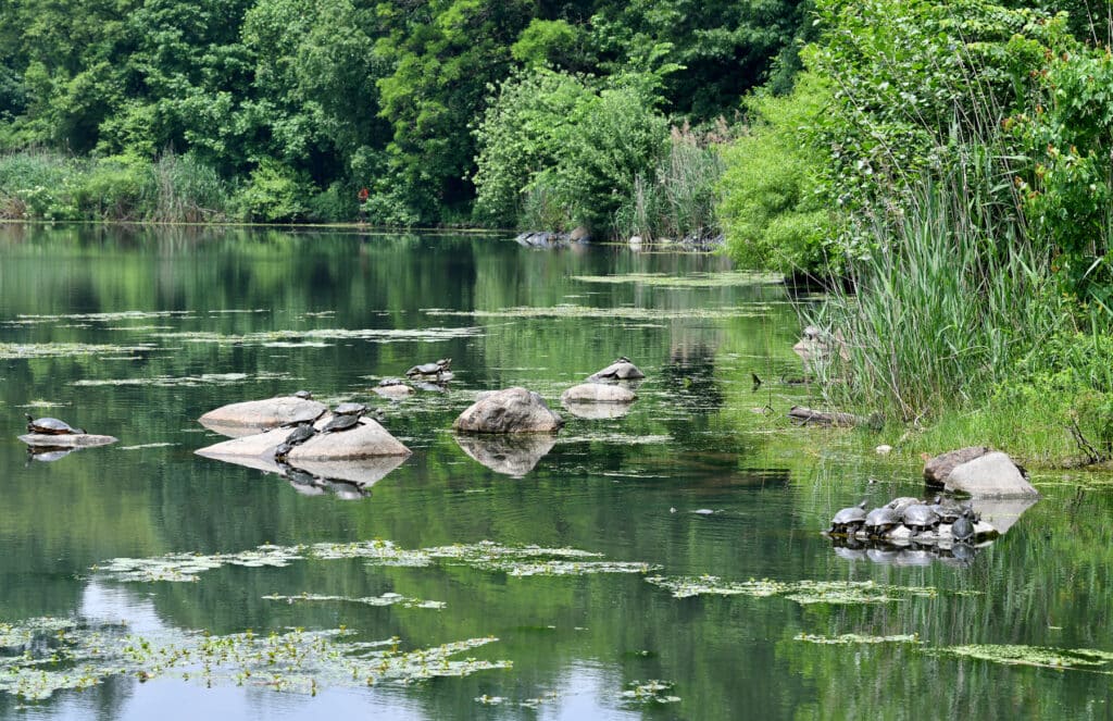 Weed Harvester Launches in Prospect Park Lake