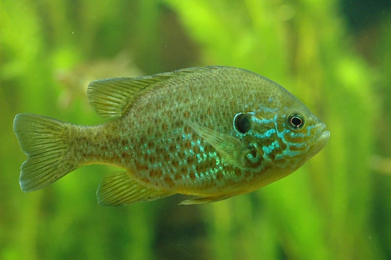 Pumpkinseed Fish