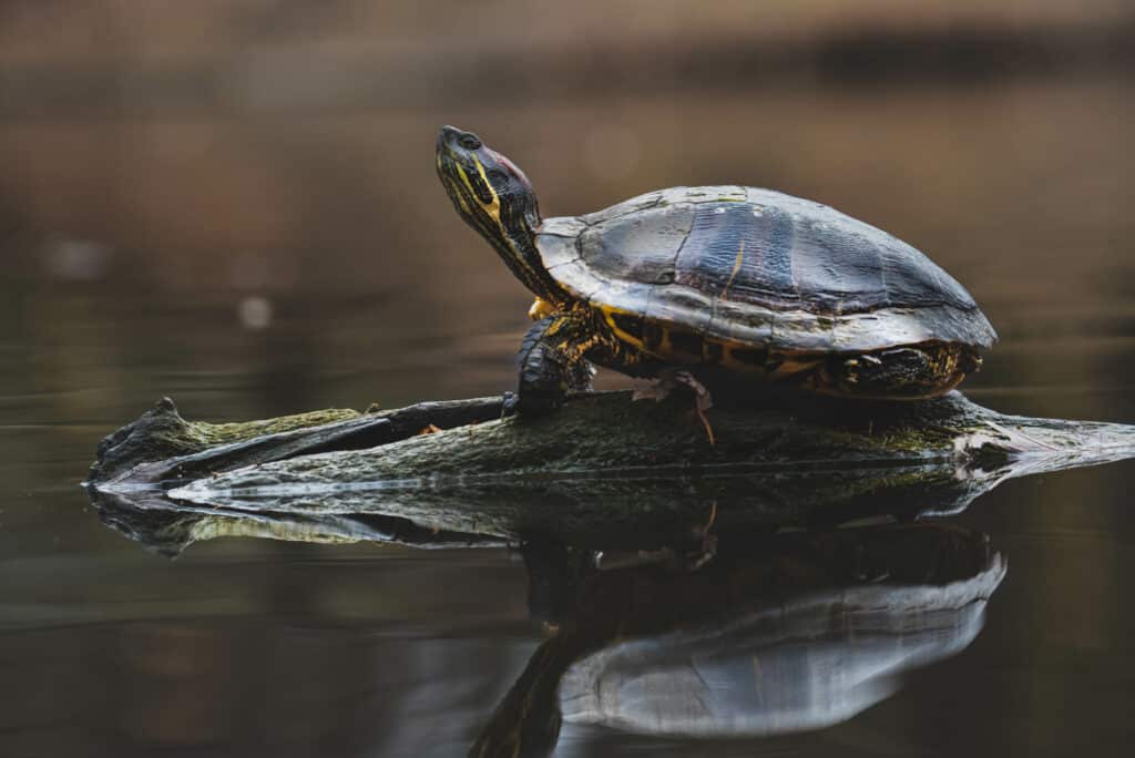 Red Eared Slider in Water