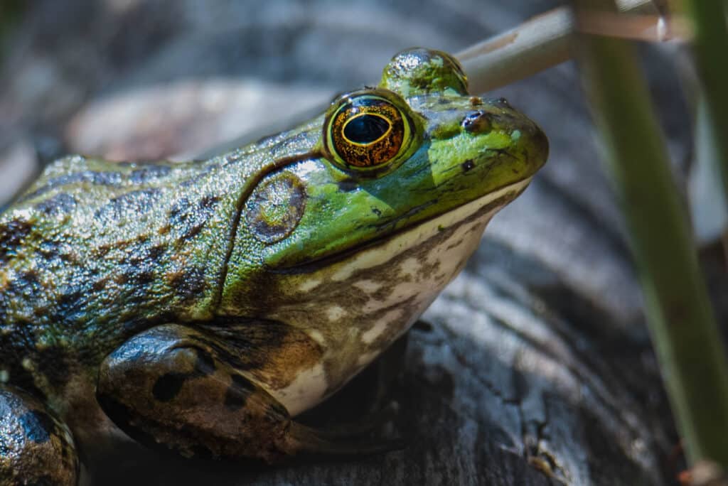 close up frog