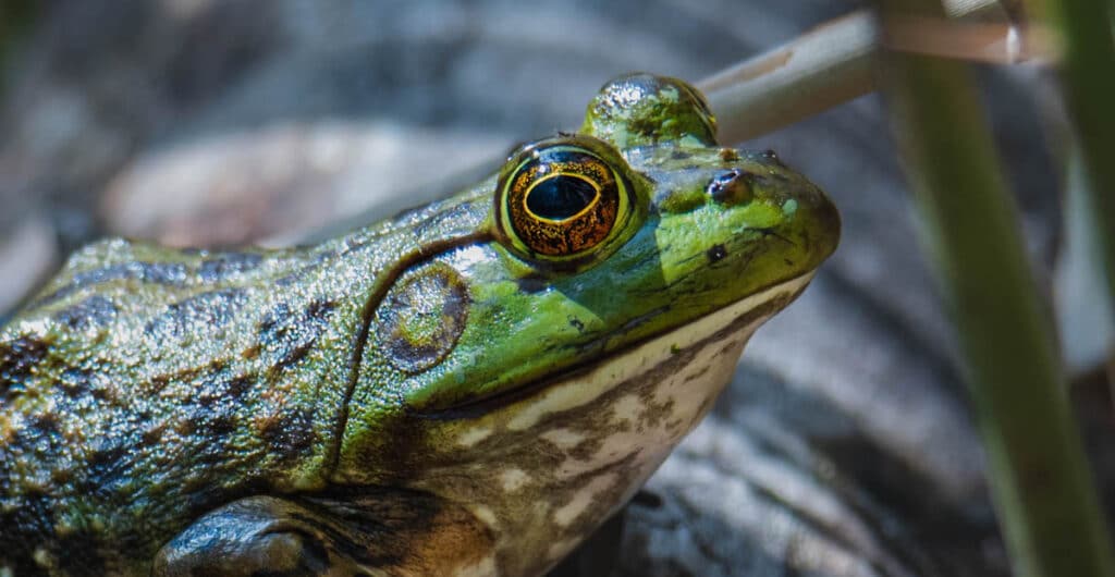 August is Wildlife Month