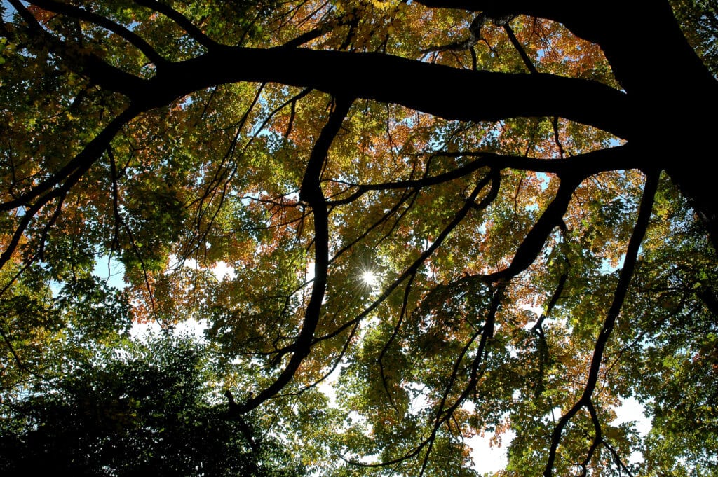 Photo of tree branches