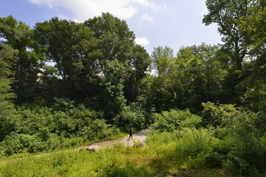 Woodland Tree Scenery with Pathway