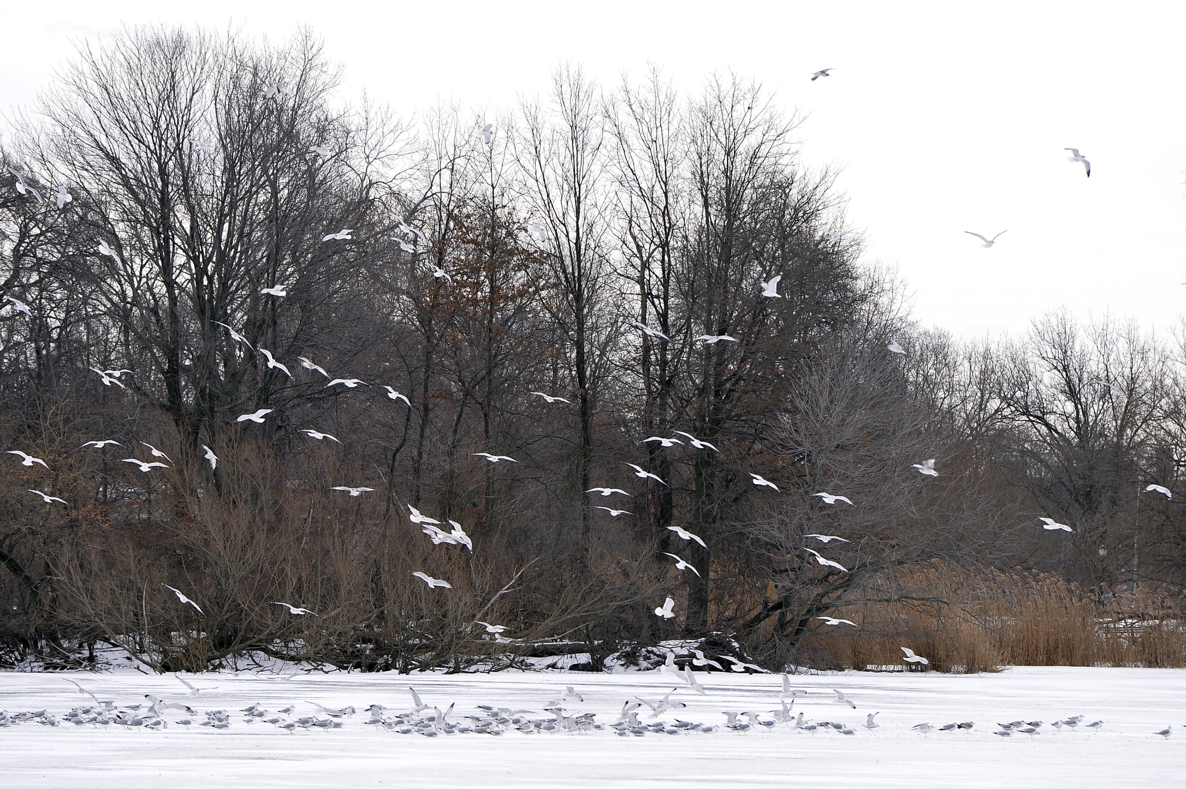 Scenery of winter birds, Winter Beauty