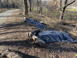 Solarization at work protecting Prospect Park's natural landscapes.