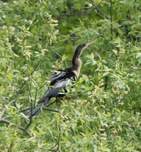 The Anhinga, also known as the Devil Bird, perched above Prospect Park's lake.