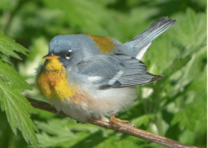 Migratory Northern Parula spotted in Prospect Park.