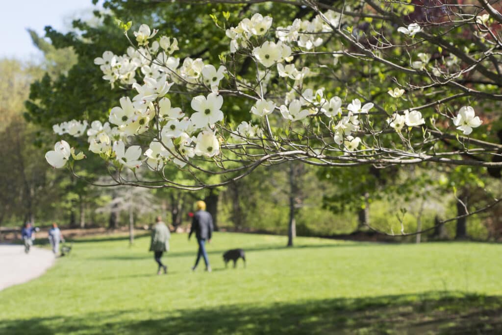 Dogwood blooms