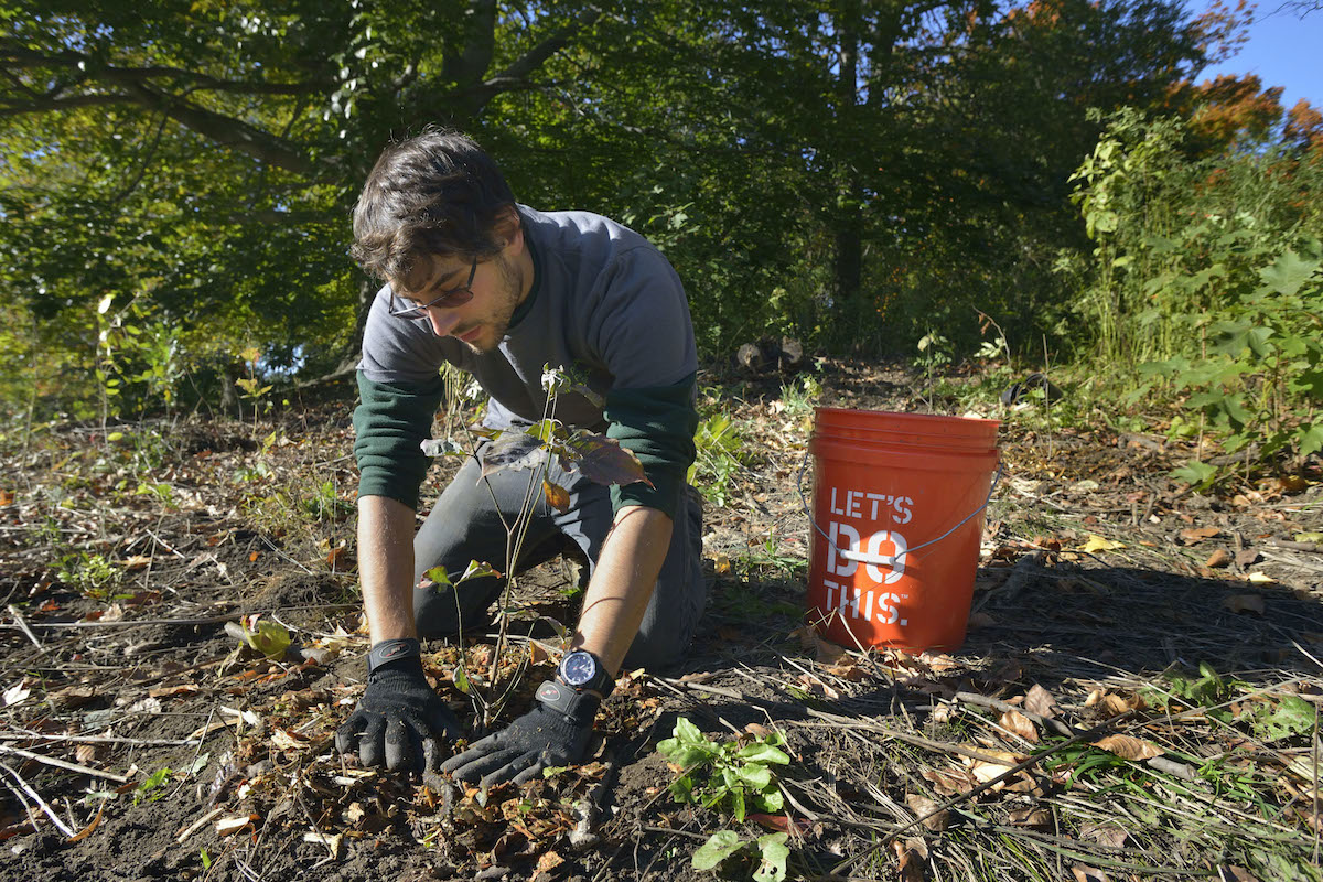 Prospect Park Alliance employee planting a plant on a yard.