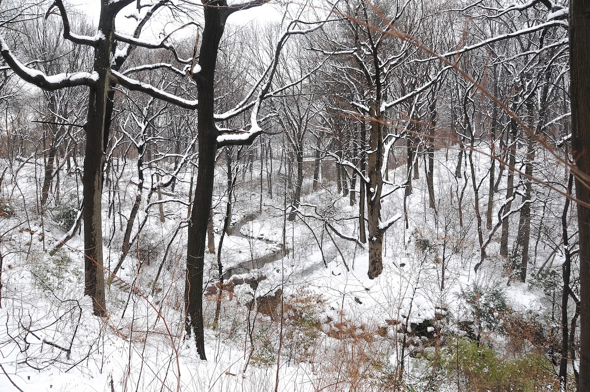 Winter snow in the woodlands