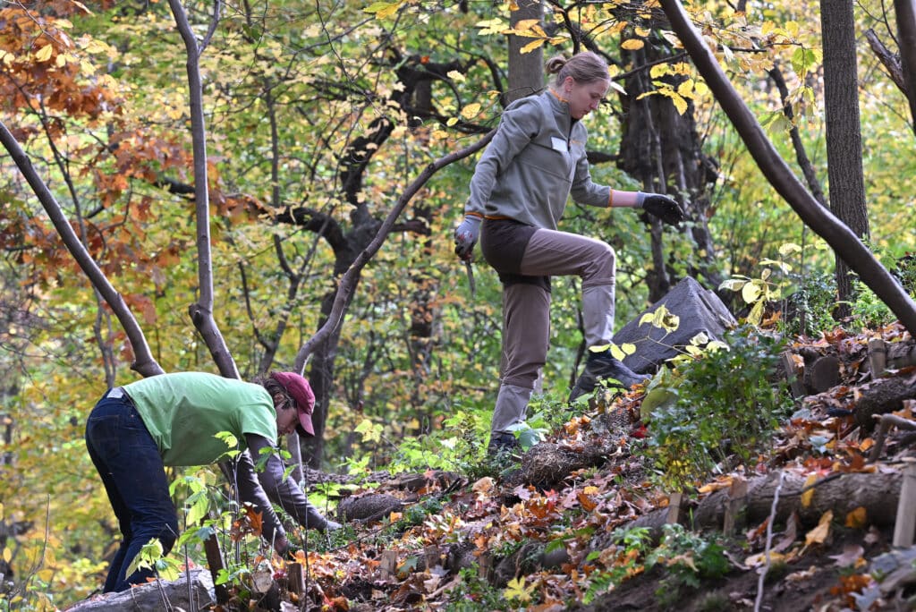 a woman in a grey PPA staff shirt walks up a forested hill in the fall while a person in a green volunteer shirt works on the hill