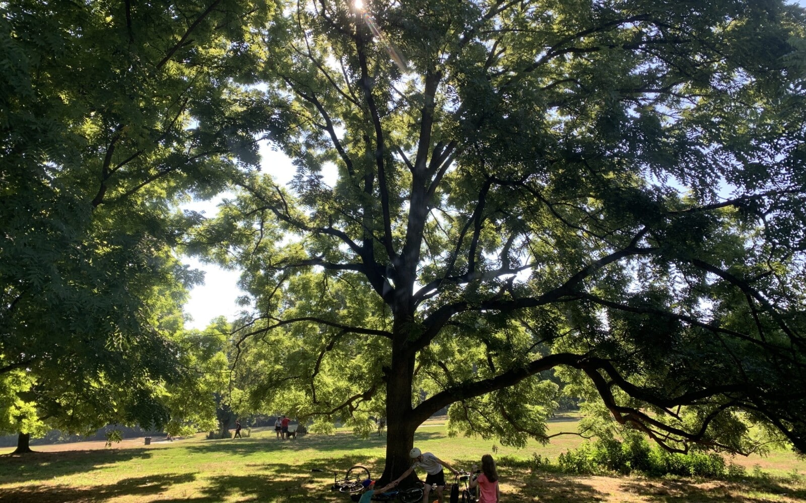 City of Forest Day Nature Tour