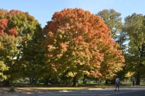Sugar maples changing to fall colors in Prospect Park