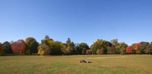 trees changing to fall colors on Long Meadow