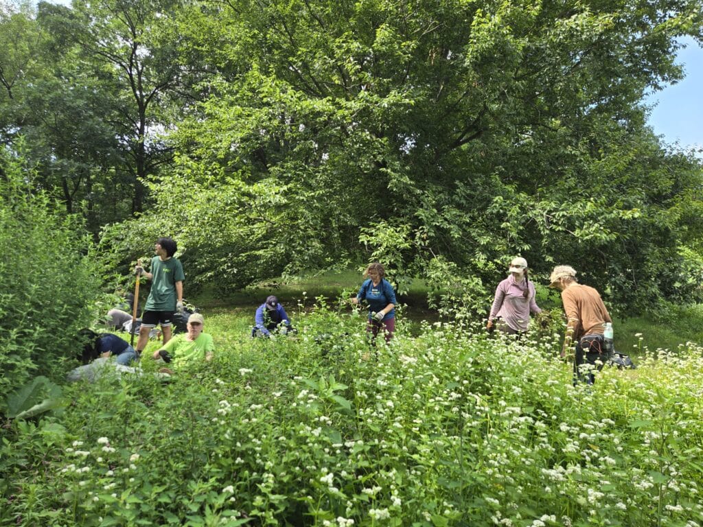 people in tshirts work in the meadow in Prospect Park with tall, green grasses around them