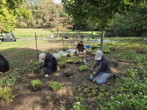 Staff plant native wildflowers and grasses in Prospect Park
