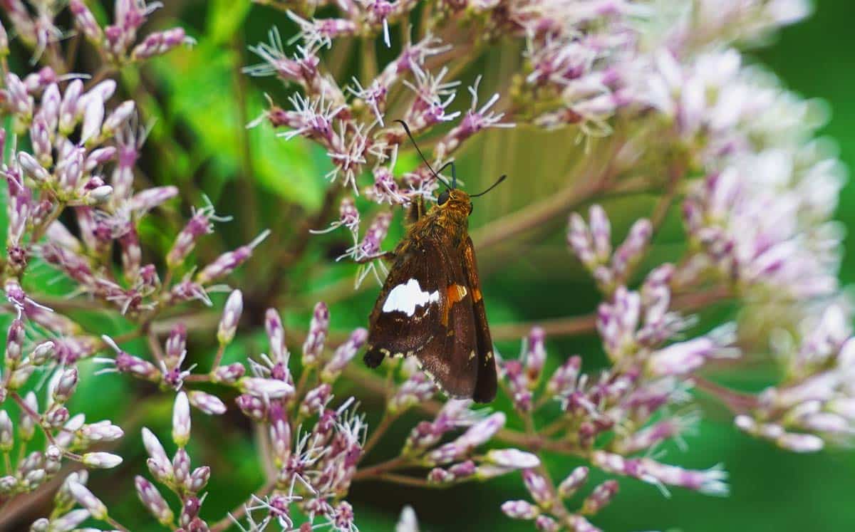 Pollination-Moth + Flower Close Up