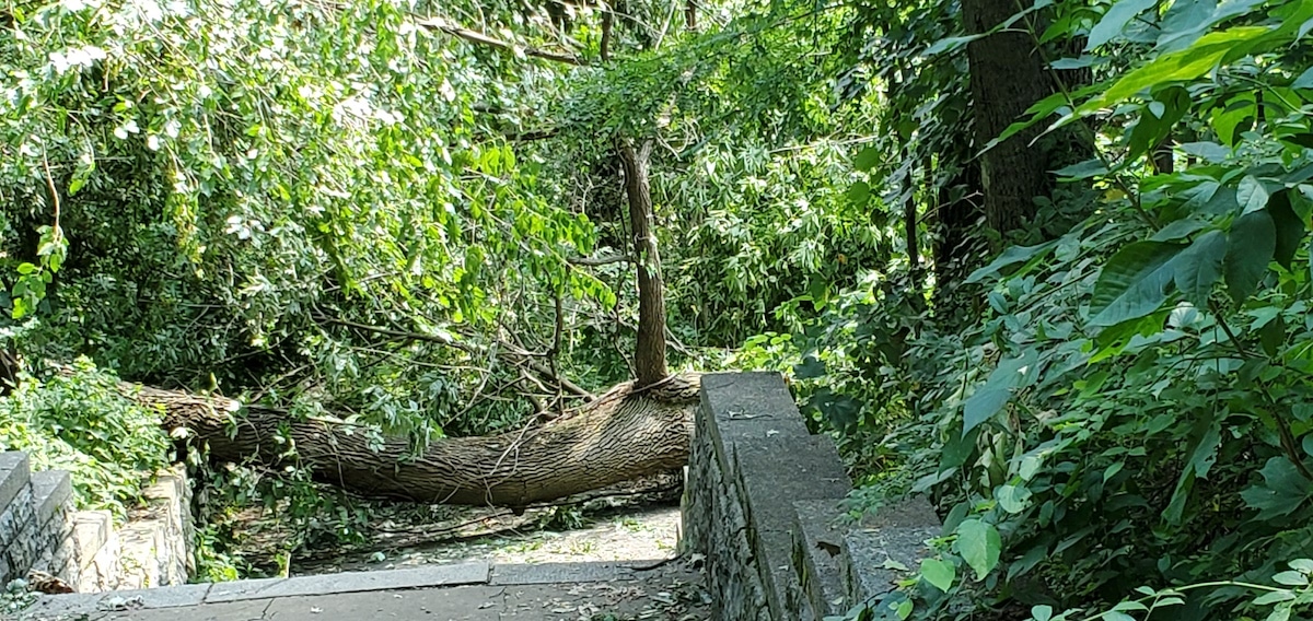 isaias storm damage 6.jpg