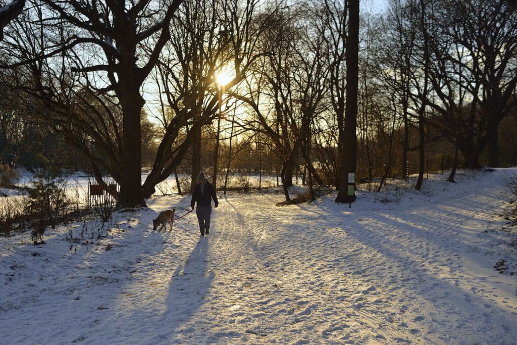 Snow Winter Dog Owner