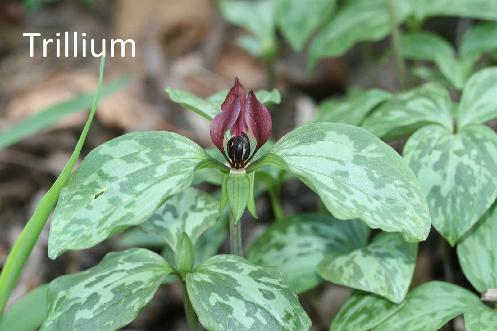 Trillium2.JPG