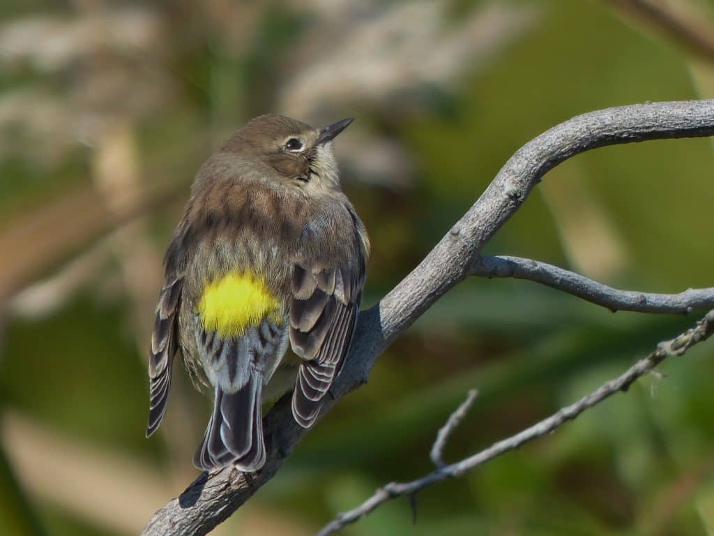 Fall Migration in Prospect Park