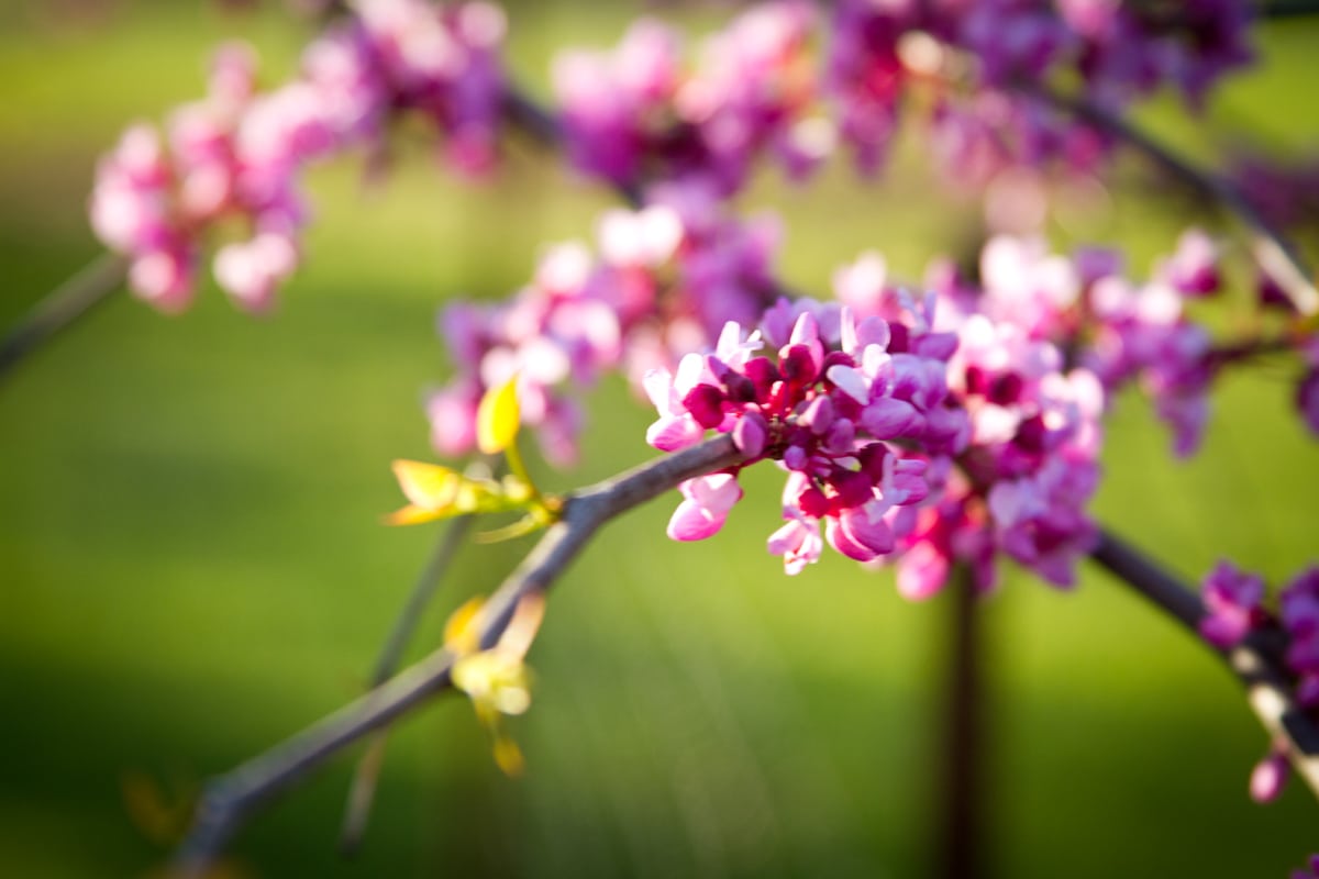 Spring Bloom Guide - Prospect Park Alliance