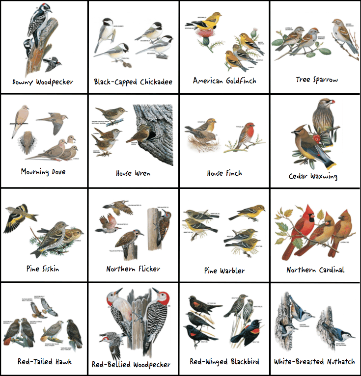 Bird bingo board.png