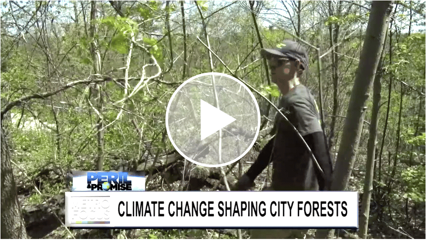 Metrofocus Climate Change Shaping City Forests