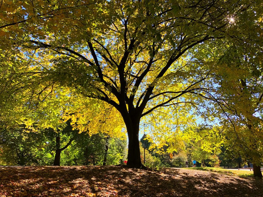 bird watching tours nyc