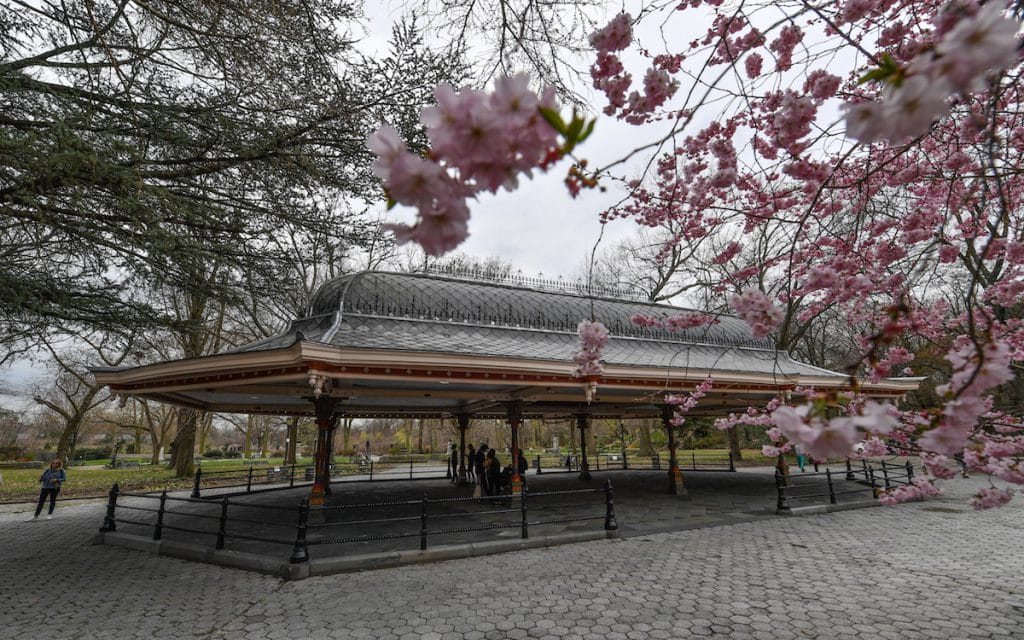 Concert Grove + Cherry Blossom Tree