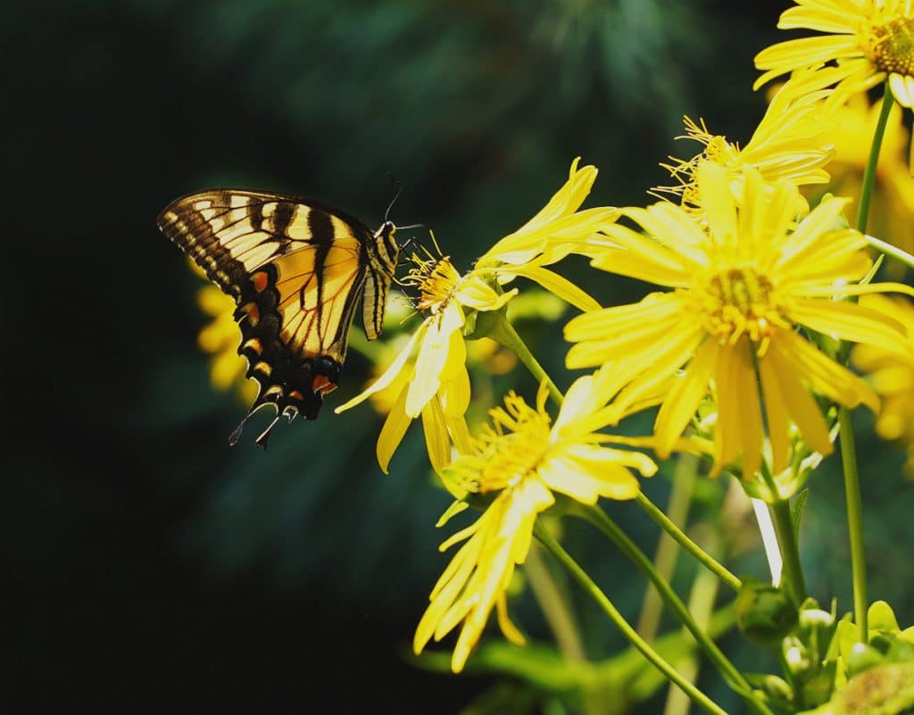 Close Up of Swallowtail Butterfly on Flower