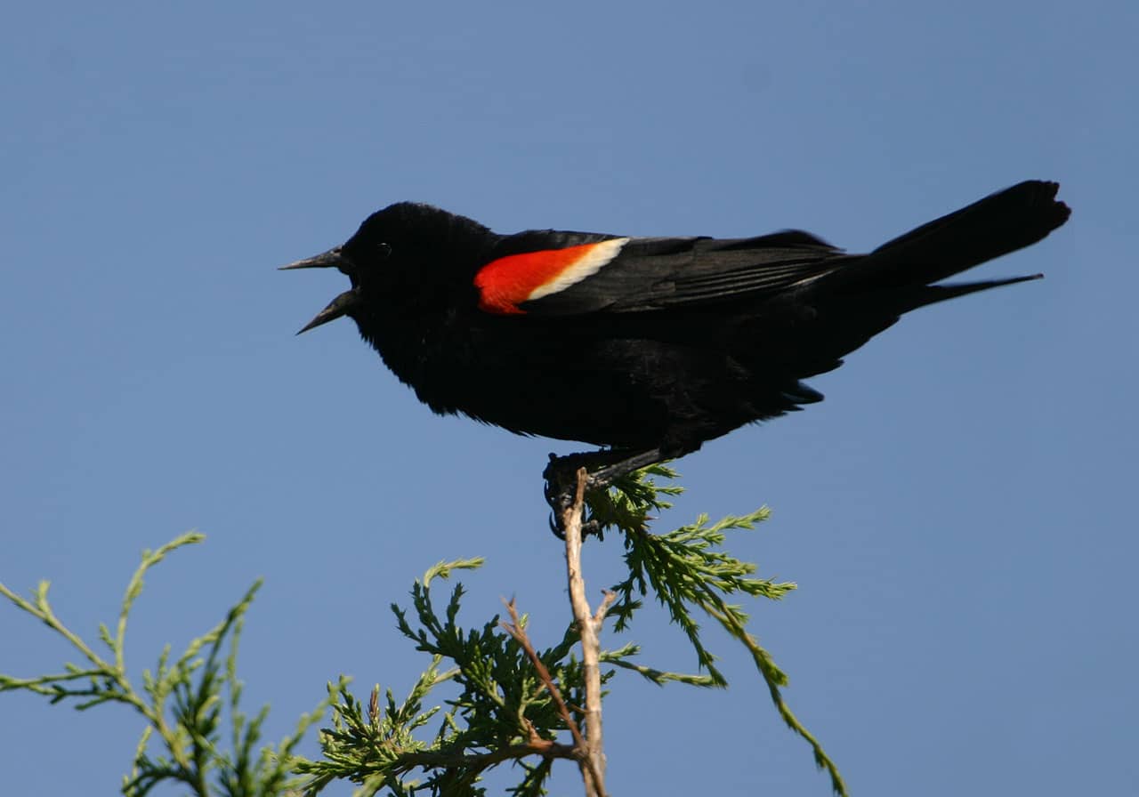 redwingedblackbird.jpg