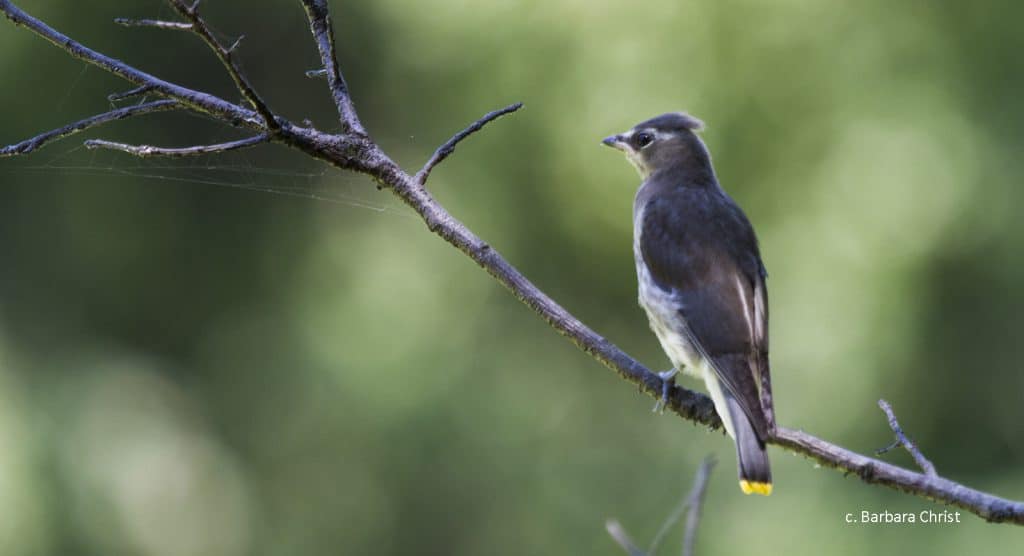 bird watching tours nyc