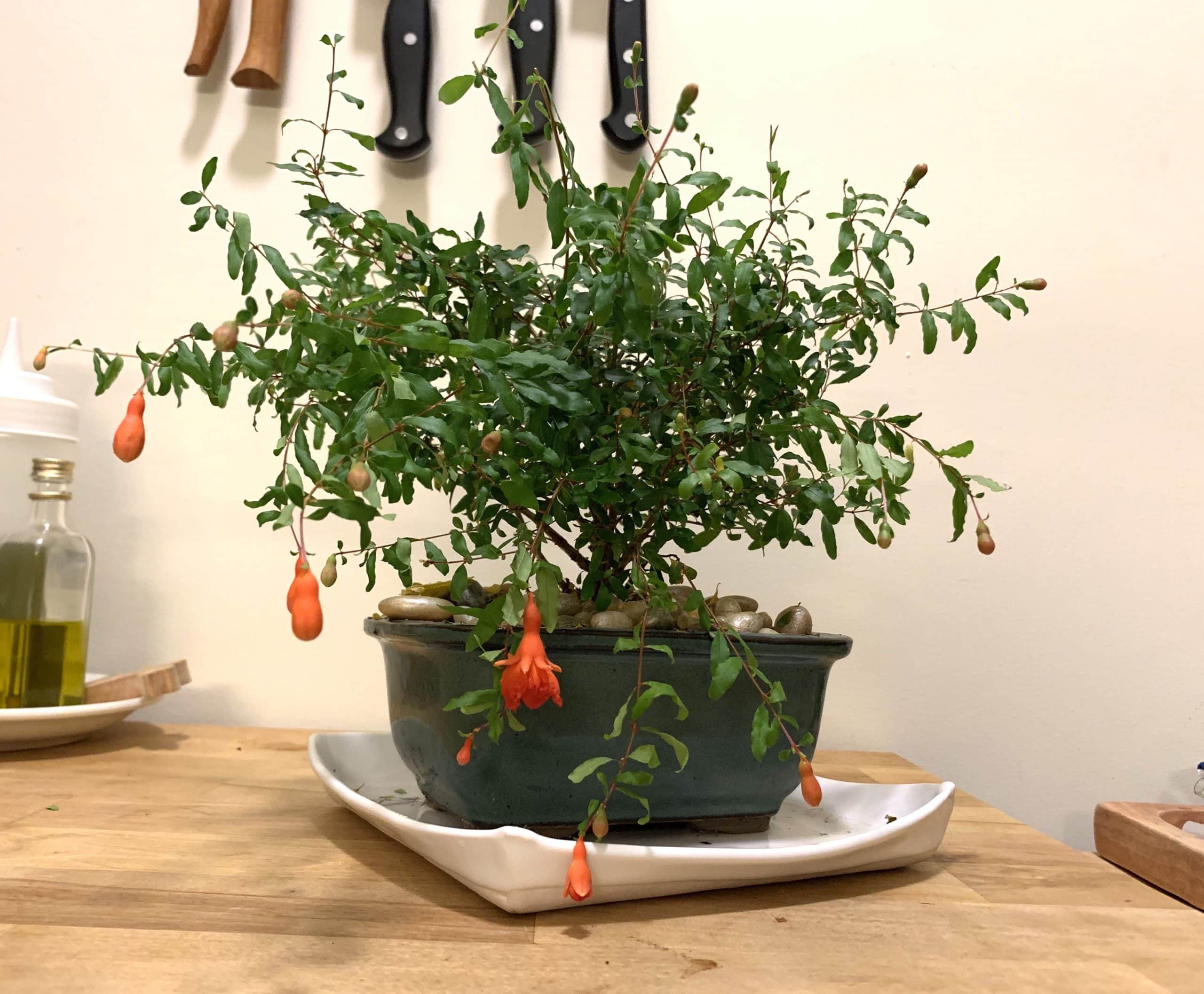 Sheena_Dwarf pomegrante bonsai.jpg