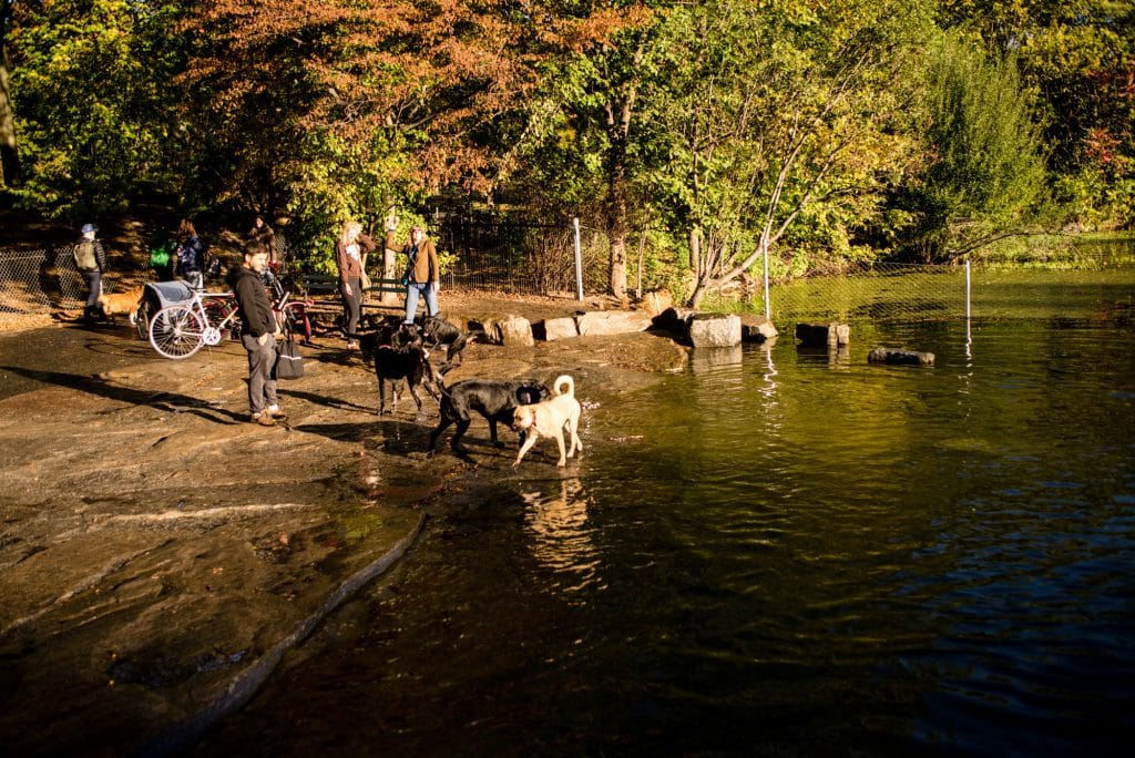 Dogs in Water at Dog Beach