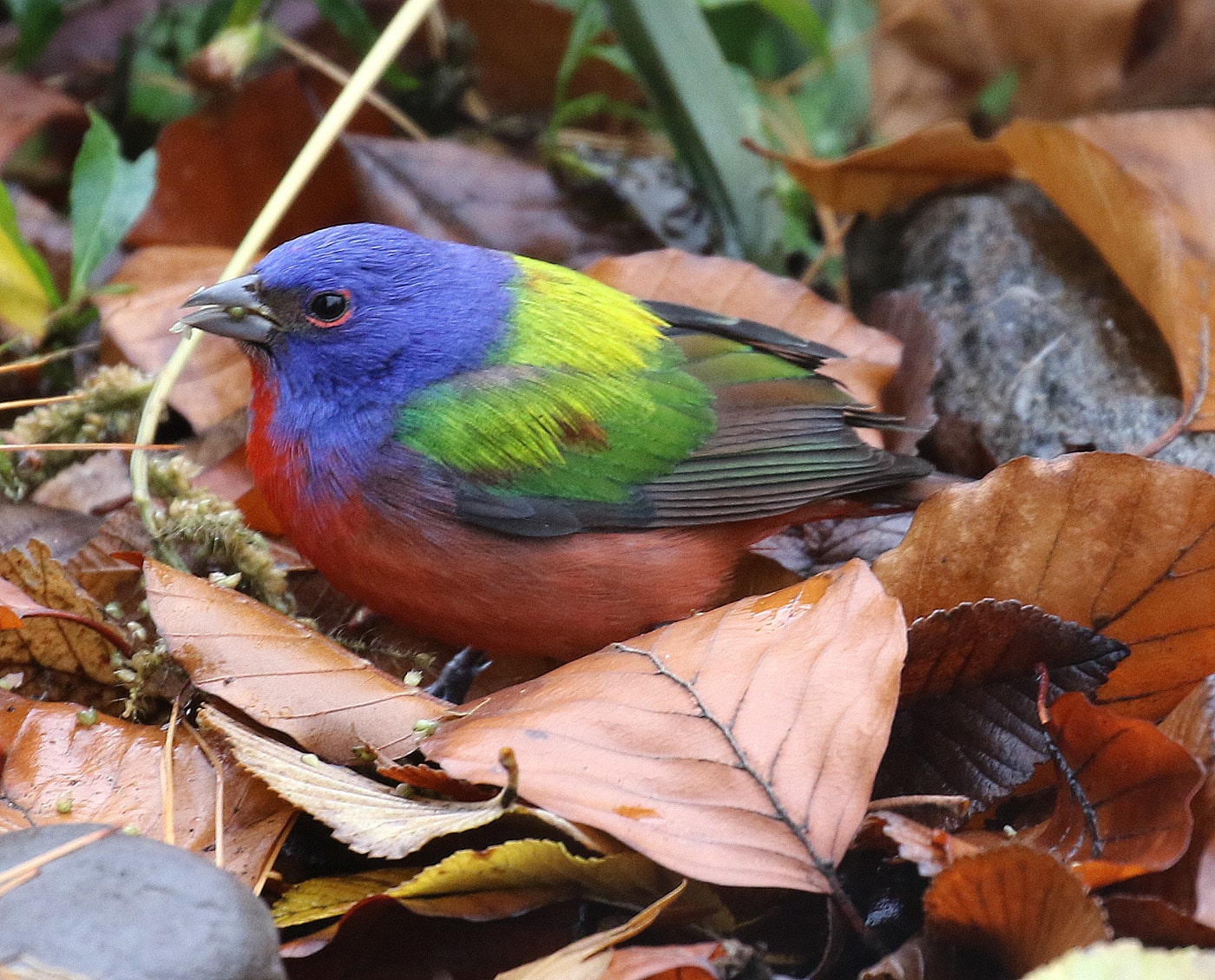 The Painted Bunting Flocking to the Park Prospect Park Alliance