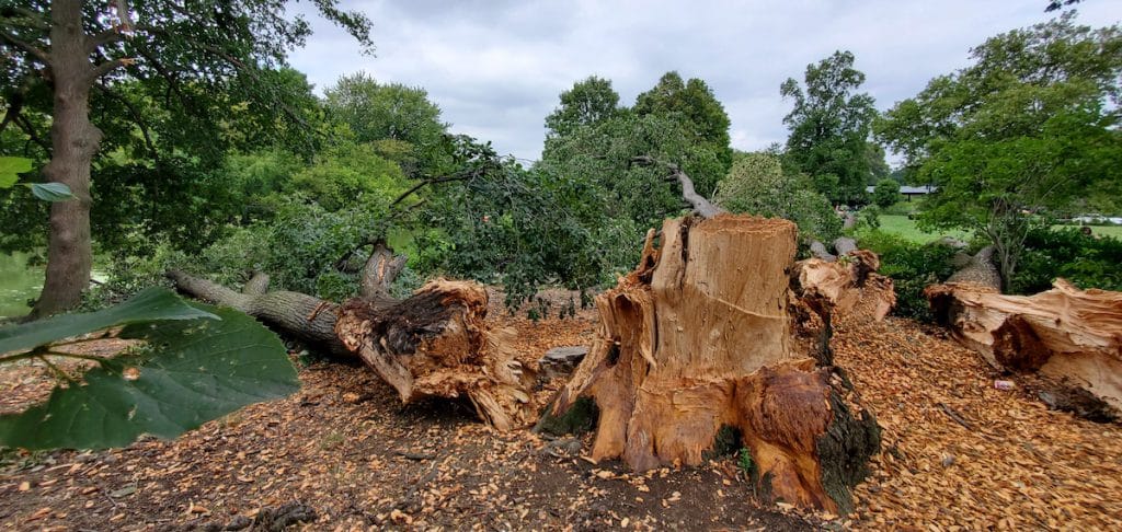 Tree Fell Down After Storm