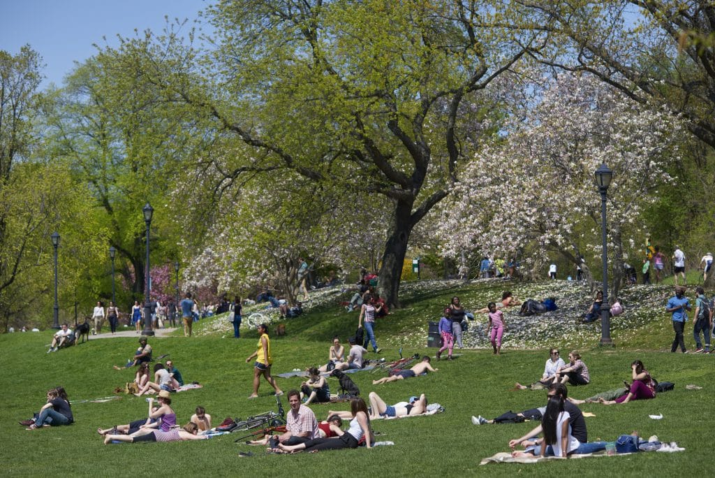 Cherry Blossom Trees, People