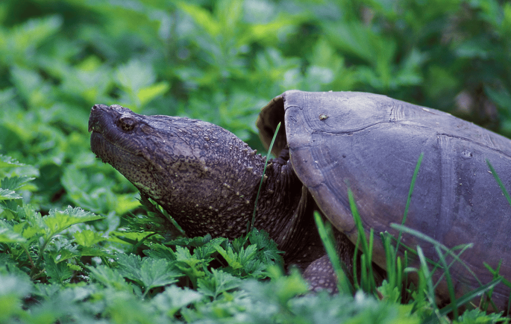 Close Up Shot of Snapping Turtle