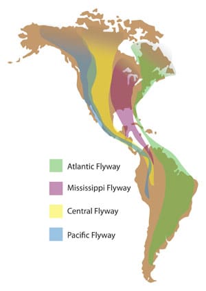 American-Flyways.jpg