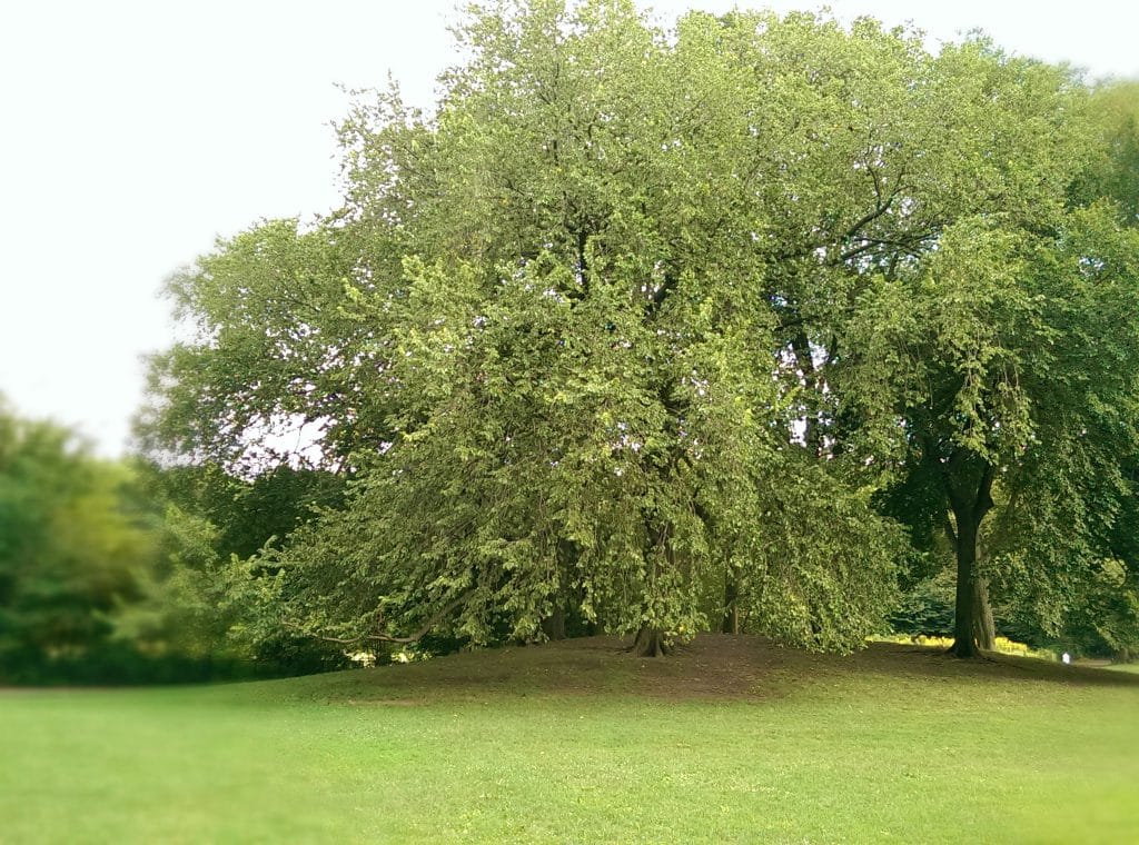 Elm Trees in Prospect Park