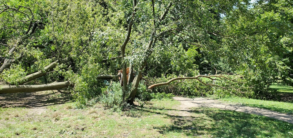 isaias storm damage 5.jpg